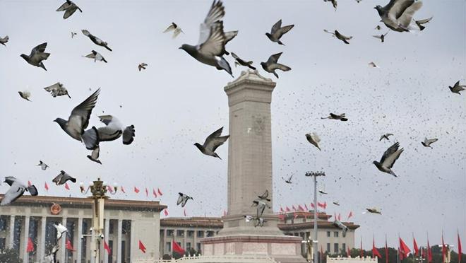 ”的关在特殊笼子放飞有的已经到家了开元棋牌试玩8万羽和平鸽都是“借来(图7)