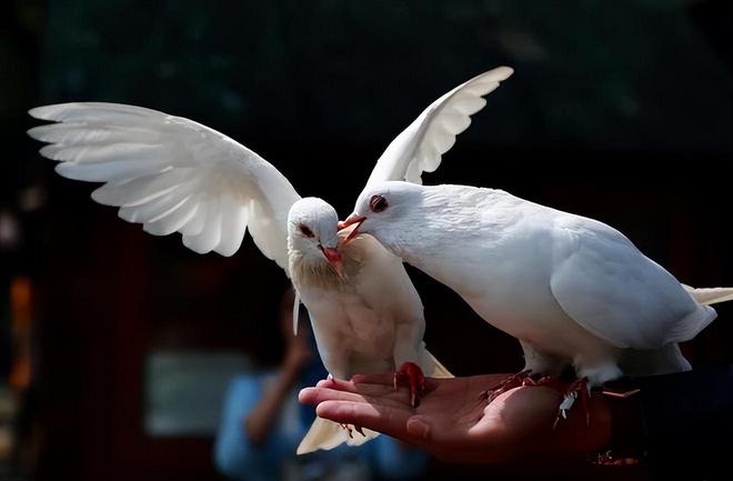 ”的关在特殊笼子放飞有的已经到家了开元棋牌试玩8万羽和平鸽都是“借来(图4)